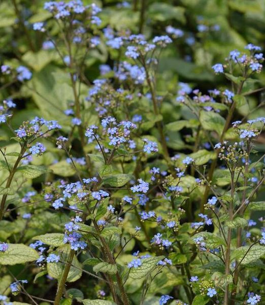 Brunnera macrophylla 'Looking Glass'